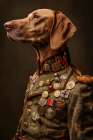 Hungarian Vizsla dog wearing coat with medals Art Print